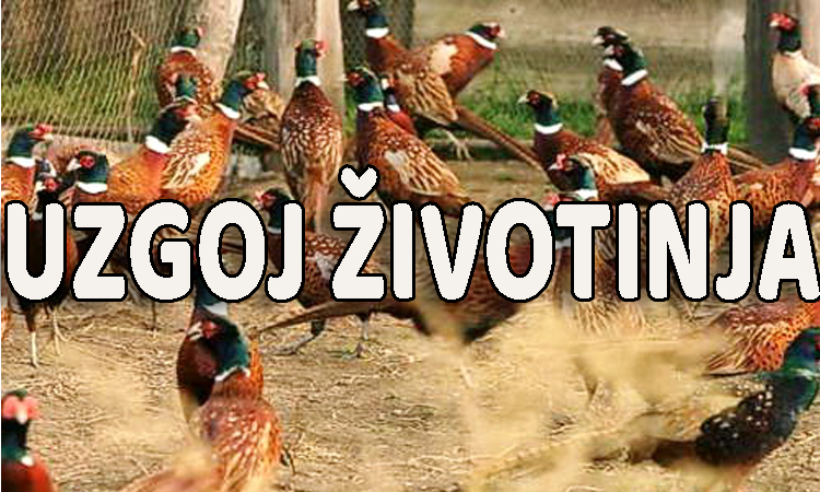 Uzgoj životinja — plastične mreže i proizvodi